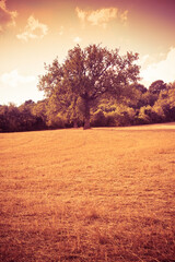 Obraz na płótnie Canvas Isolated tree in a golden tuscany wheat field - (Italy) - toned image