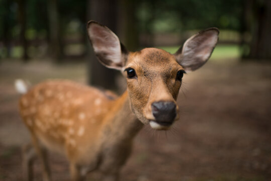 Close deer portrait