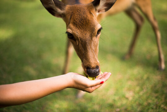 Feeding a little deer