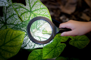 -ss Child hand hold magnifying glass inspect Caladium bicolor leaves , education and gardening...