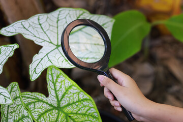 --ss Child hand hold magnifying glass inspect Caladium bicolor leaves , education and gardening...