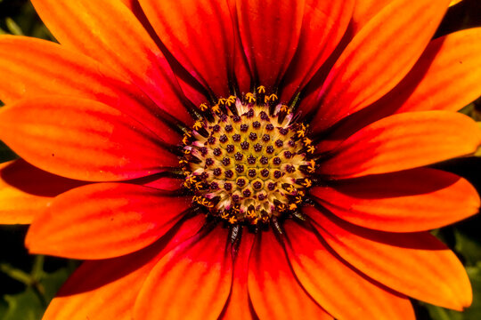 A deep orange Cape Marguerite daisy , macro image