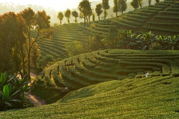 Fototapeta premium Fresh Tea plantation in the morning Northern of Thailand
