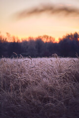 Ein Feld in Norddeutschland, das mit gefrorenem Gras und Unkraut bedeckt ist