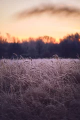 Crédence en verre imprimé Un champ dans le nord de l& 39 Allemagne recouvert d& 39 herbe gelée et de mauvaises herbes