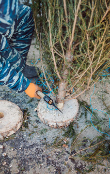 Man sharpening the end of a Christmas tree with an axe