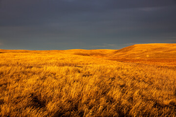 Prairie grasslands in the evening light.