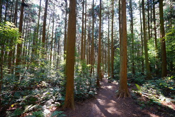 a refreshing cedar forest in the sunlight