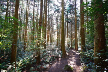 a refreshing cedar forest in the sunlight