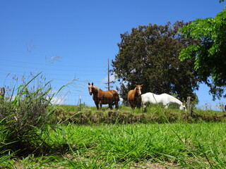 cows in a field