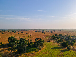 Trees growing on field