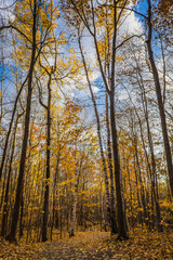 Hiking in the woods during fall in Mont Saint Bruno National Park, in Monteregie region of Quebec, Canada