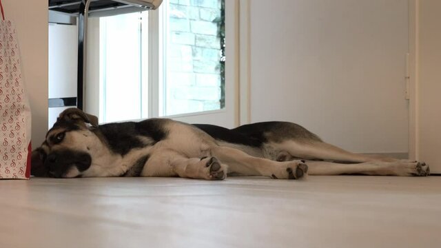 Il cane si riposa sul pavimento