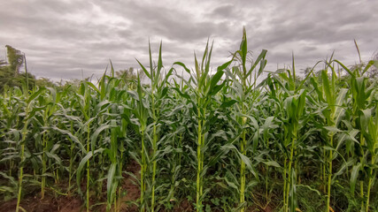 Fototapeta premium Photo of corn field and cloudy sky