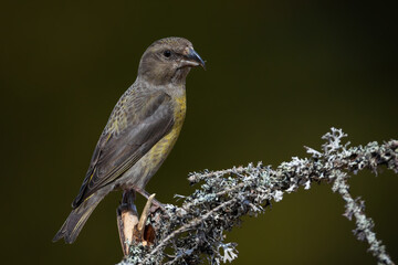 Female red crossbill, loxia curvirostra, sitting on a lichen covered twig in summer forest. Small songbird with massive beak and yellow feathers perched on a branch. Animal wildlife in nature.