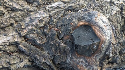 bark of a tree