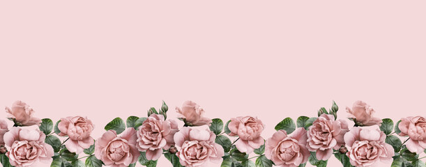 Fototapeta Floral banner, header with copy space. Roses isolated on pink background. Natural flowers wallpaper or greeting card. obraz