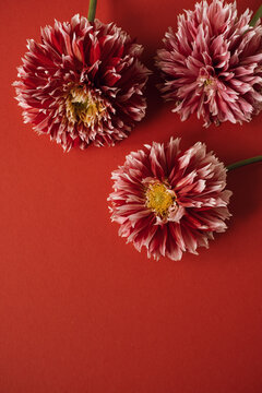 Beautiful dahlia flowers on red background. Minimalist flower composition. Valentine's Day, Mother's Day holiday concept