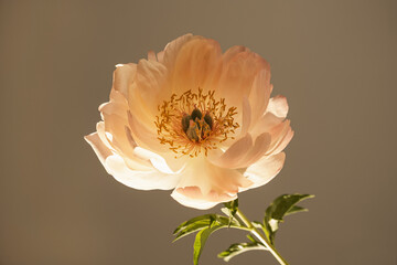 Fototapeta premium Aesthetic luxury bohemian flowers composition. Elegant gentle peach peony flower casting sunlight shadow on white table