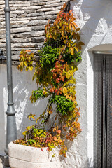 Trulli house overgrown with vines in Alberobello, Puglia, Italy