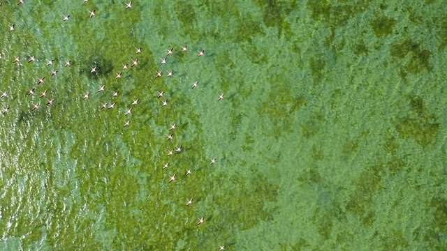 4K: Top view of Flamingos birds flying over the Umm Al Quwain Mangrove Beach in the United Arab Emirates