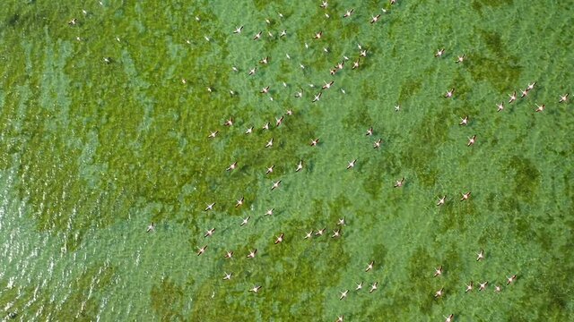 4K: Drone view of Flamingos birds flying over the Umm Al Quwain Mangrove Beach in the United Arab Emirates