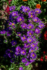 Obraz premium China Acter (Callistephus chinensis) in garden