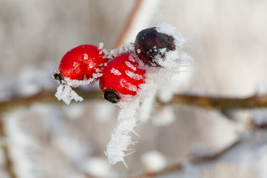 Rosehips with ice crystals in cold December