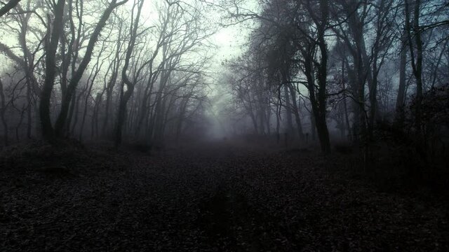 Spooky misty forest with an eerie feel to it. Dark and Moody. Slow motion.