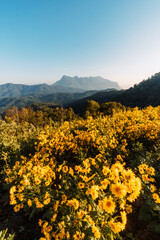 yellow flowers on the mountain in the morning