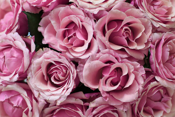 pink roses background