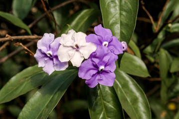 Yesterday-today-and-tomorrow (Brunfelsia pauciflora) in park, Nicaragua
