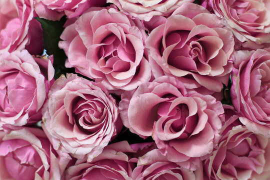 pink roses background © mcsm