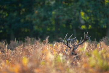 Red Deer stag roaring amongst the bracken in the countryside in the UK
