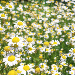 Fototapeta na wymiar Chamomile flowers Field. Beautiful nature scene with blooming medical roman chamomiles. Nature spring blossom, Summer daisy background. Alternative medicine, phytotherapy ingredient, herbal garden.