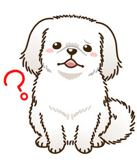 疑問があるペキニーズ（白）