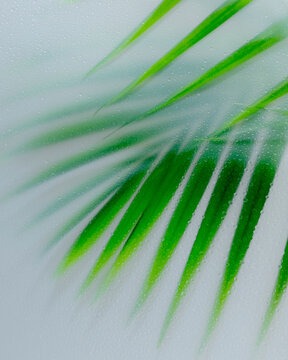 Palm behind glass