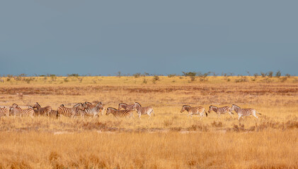 Fototapeta na wymiar Group of zebras on the yellow meadow at Etosha national park - Namibia