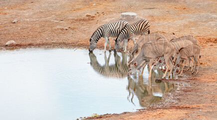 Fototapeta na wymiar Two zebras drinking water at a lake - Group of Kudu Antelopes Drinking Water - Etosha National Park, Namibia