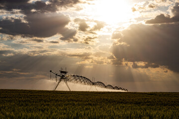 Center pivot irrigation machine and sunset over wheat field.