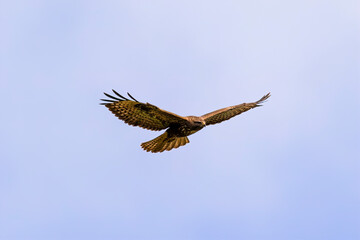 Buzzard in flight with spread wings against blue sky