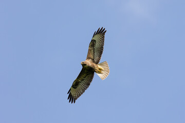 Buzzard in flight with spread wings against blue sky