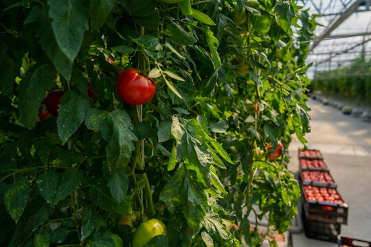 Tomato raised in a greenhouse