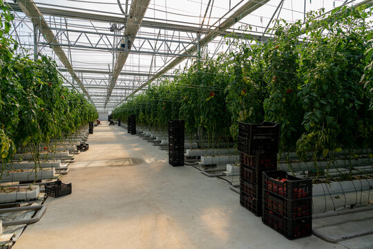 Greenhouse