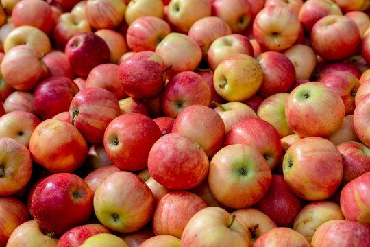 Red Apples