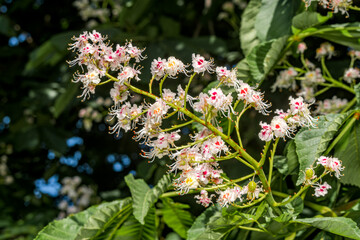 Horse-chestnut (Aesculus hippocastanum) in park