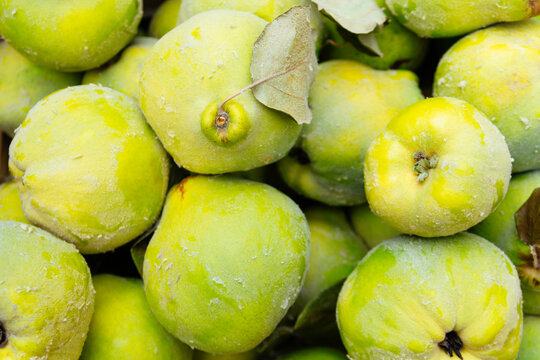 Fresh quinces