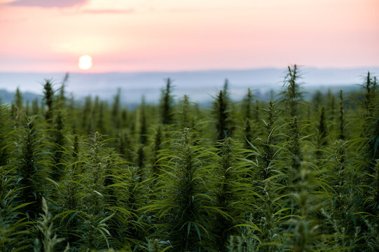 Hemp field