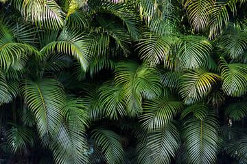 Tropical Palm Frond Leaf background 