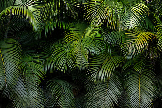 Palm Frond Leaves in background 